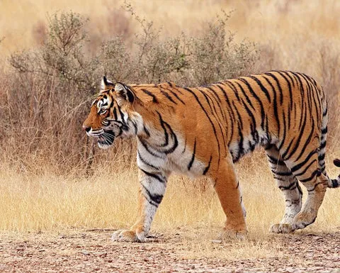 royal-bengal-tiger-joynagar_480x480