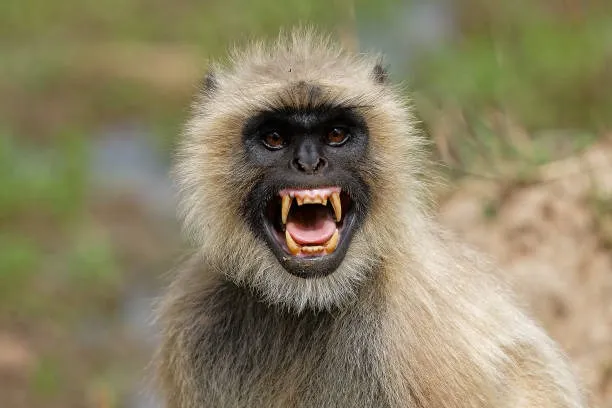 monkey