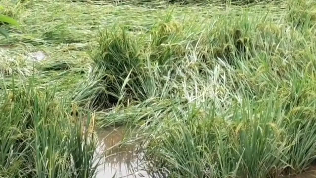 WhatsApp Image 2025-10-29 at 2.31.15 PM