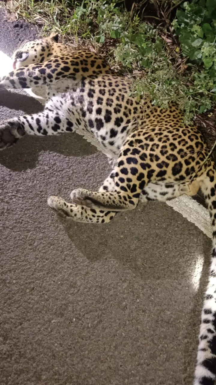 WhatsApp Image 2025-10-31 at 12.25.24 PM