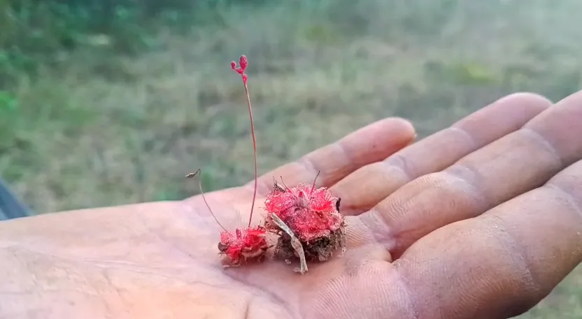 Screenshot 2025-12-04 190652