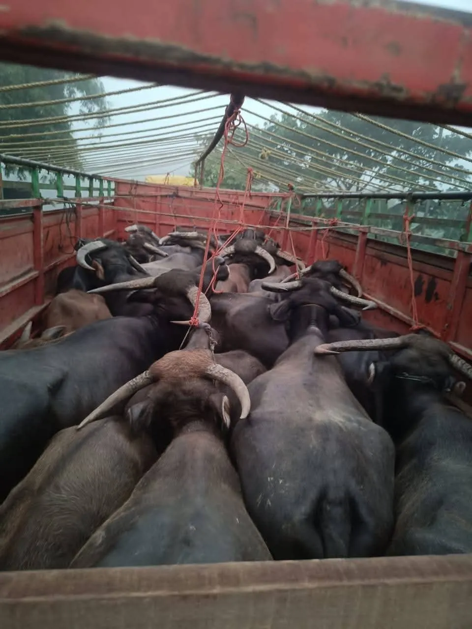 WhatsApp Image 2025-11-04 at 11.06.20 AM