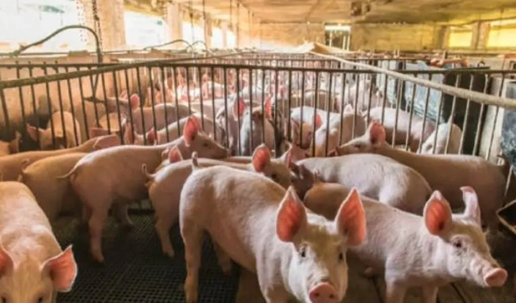 WhatsApp Image 2025-11-25 at 4.13.32 PM