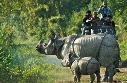 manas-national-park-safari3