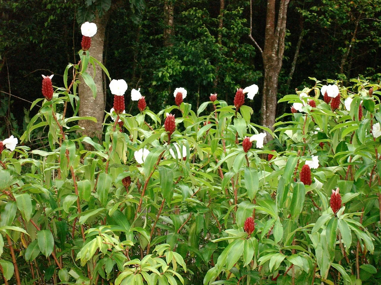 Costus_speciosus_Guadeloupe