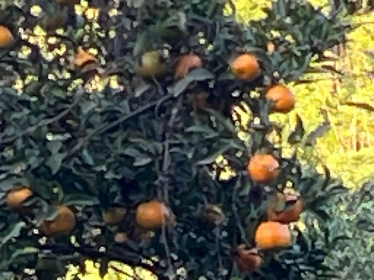 WhatsApp Image 2025-12-03 at 10.59.15 AM (1)