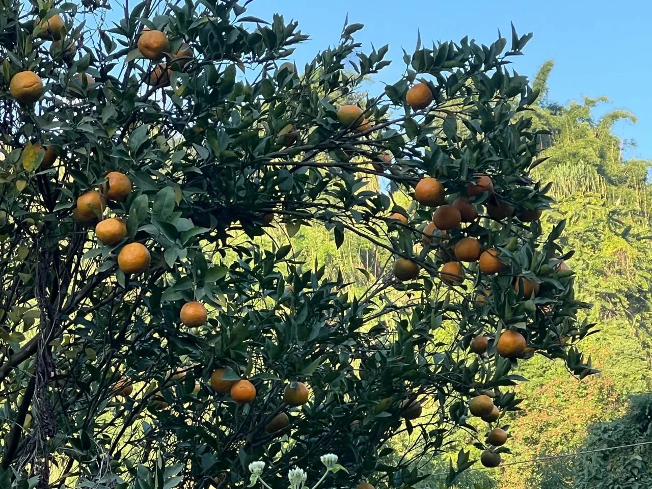 WhatsApp Image 2025-12-03 at 10.59.14 AM