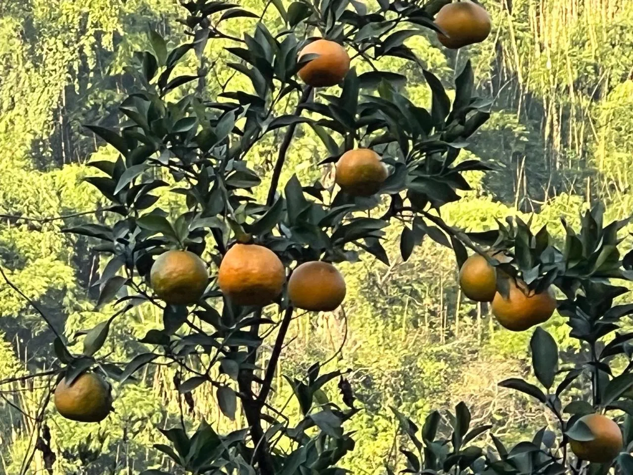 WhatsApp Image 2025-12-03 at 10.59.15 AM