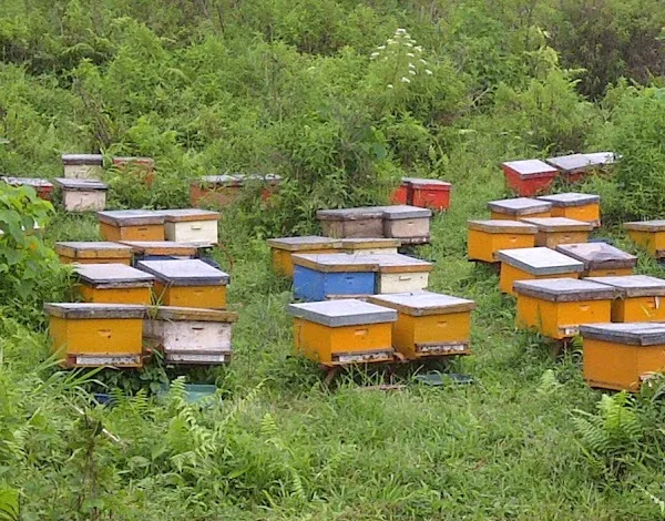 Beekeeping