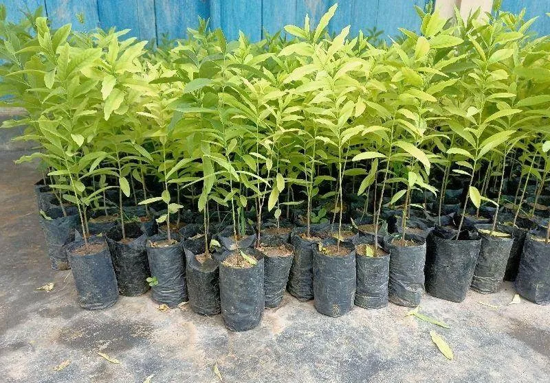 31897752043603_800x558