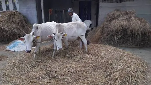 775c131c-0dd4-464e-a25f-d15e035a9c11