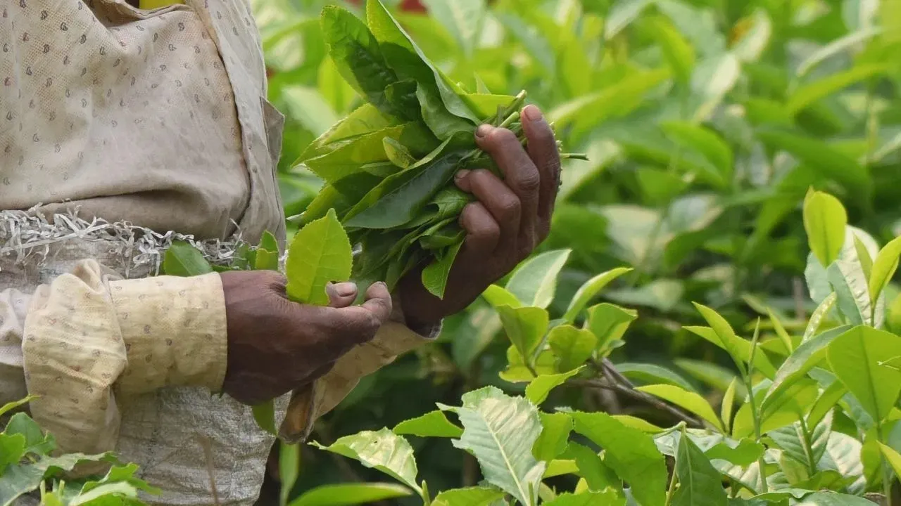 WhatsApp Image 2026-01-05 at 8.42.57 PM