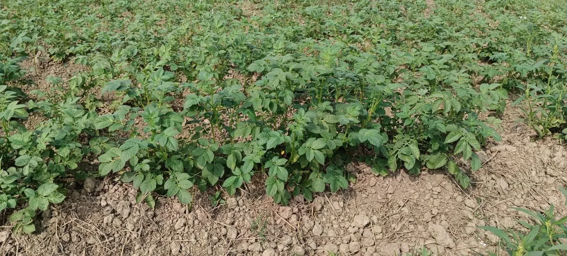 WhatsApp Image 2026-01-07 at 9.48.15 AM (1)