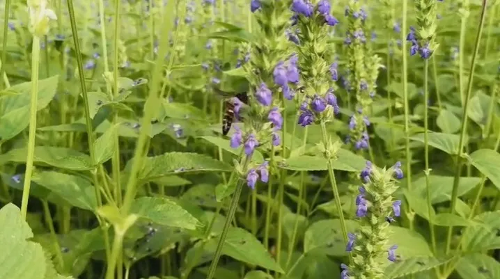 WhatsApp Image 2026-01-17 at 10.16.16 AM