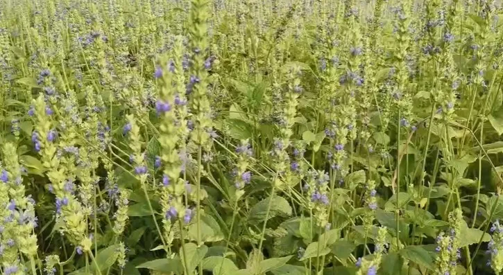 WhatsApp Image 2026-01-17 at 10.15.49 AM