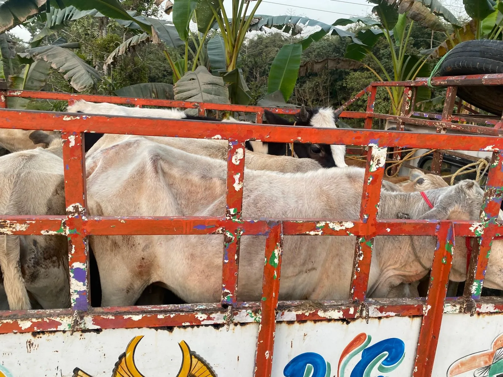 WhatsApp Image 2026-02-04 at 12.27.18 PM (4)