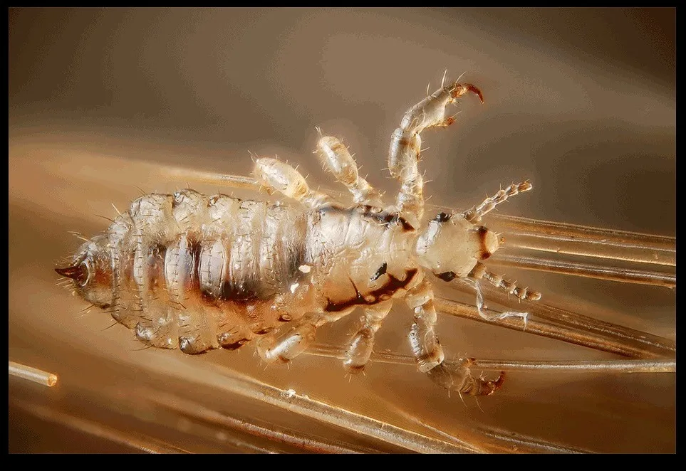 17_33_365130229juu-1