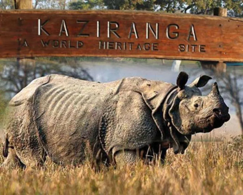 kaziranga national park