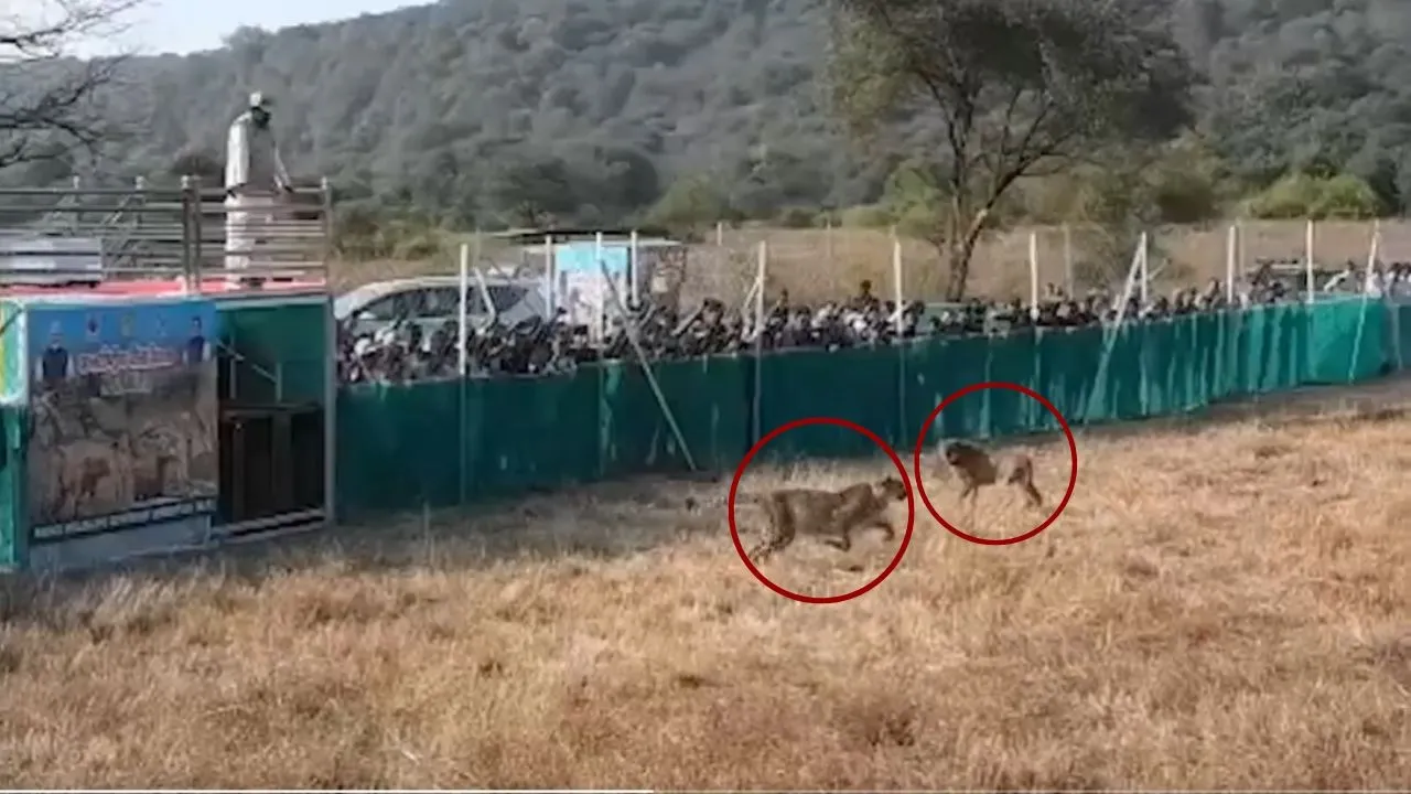 सीएम मोहन यादव ने चीता वीरा और उसके दो शावकों को जंगल में छोड़ा।