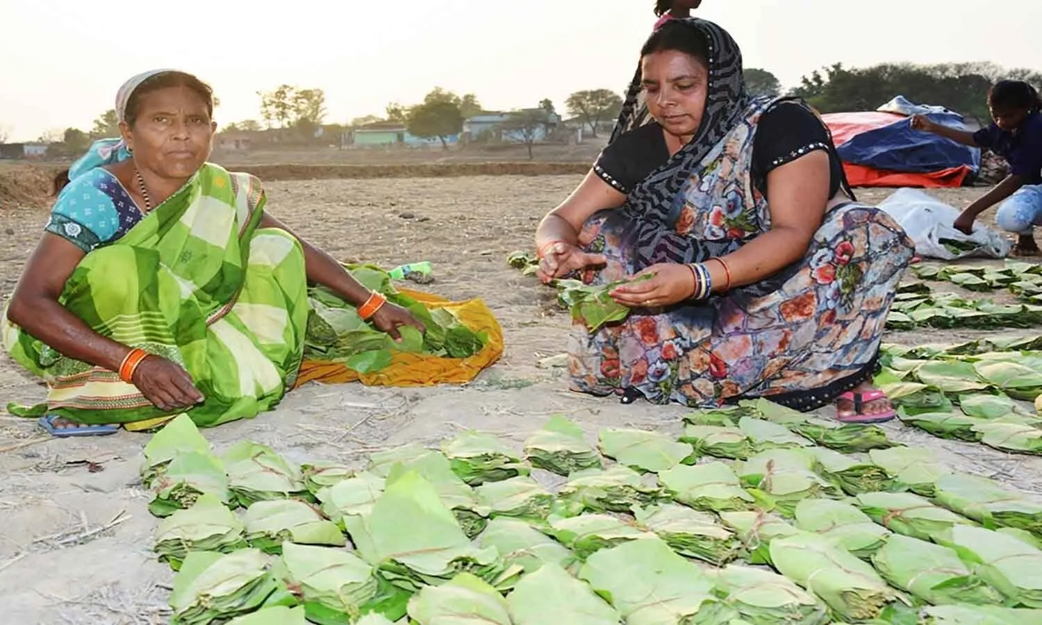 tendu leaf collector
