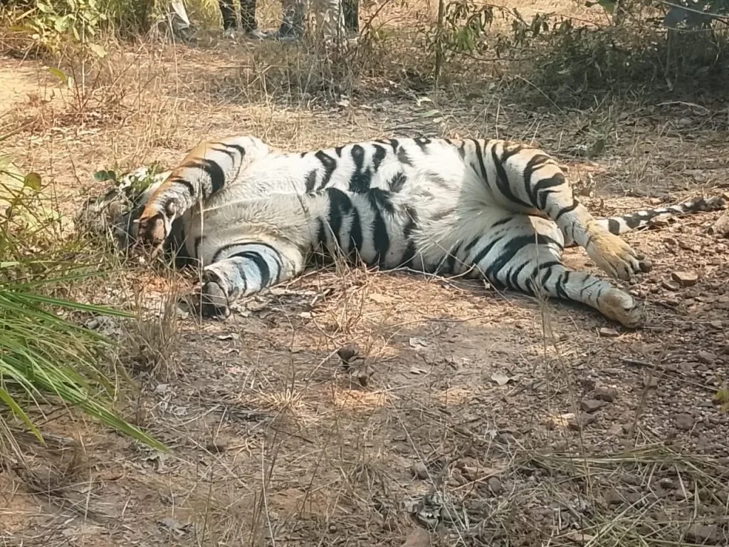 tiger surajpur