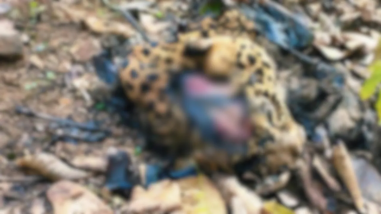 CG Tiger Poaching Case (3)