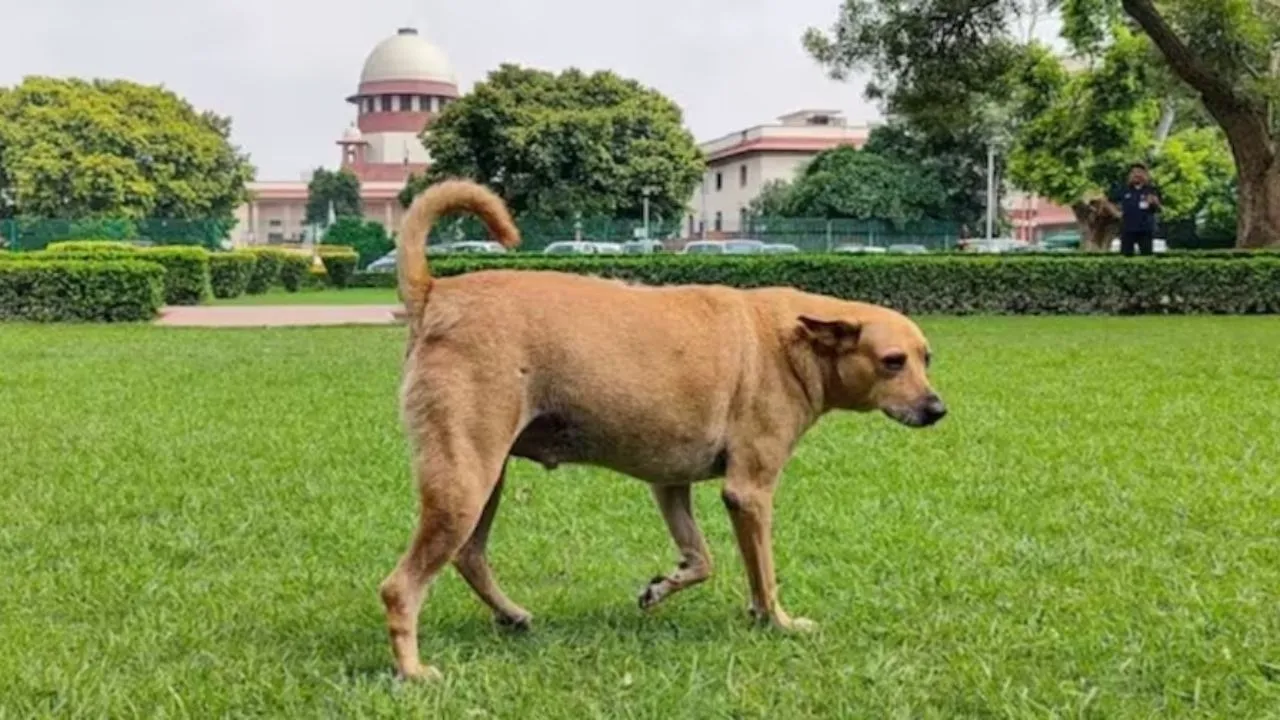 Stray Dogs Supreme Court Case