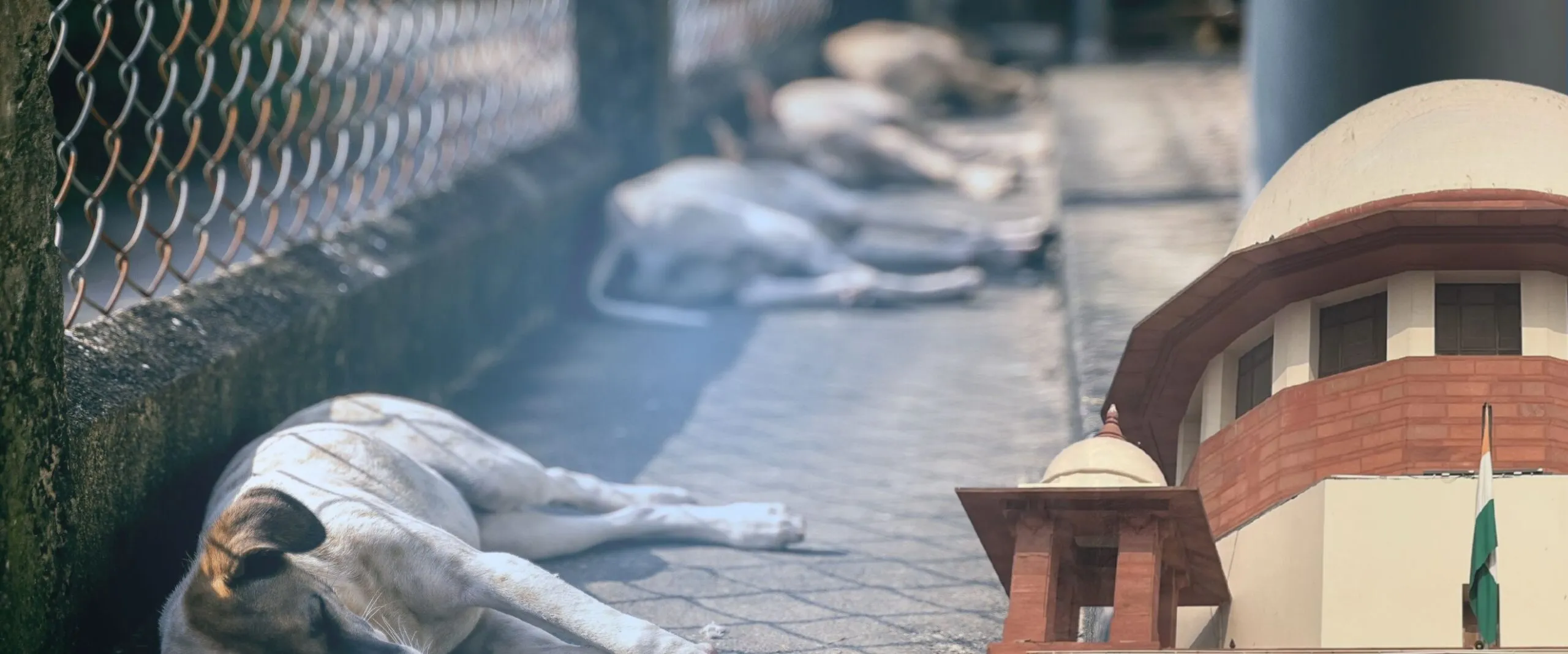 Stray-dogs-Featured-scaled