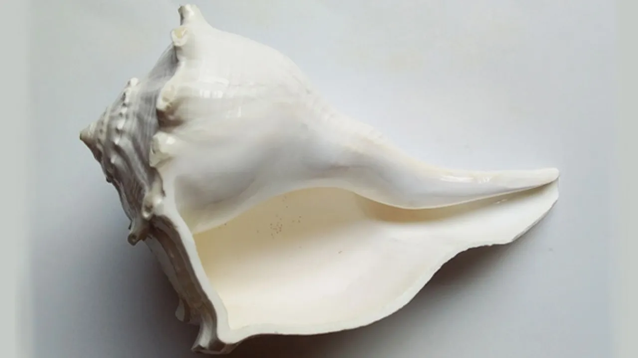 Dakshinavarti Shankh Vastu Tips