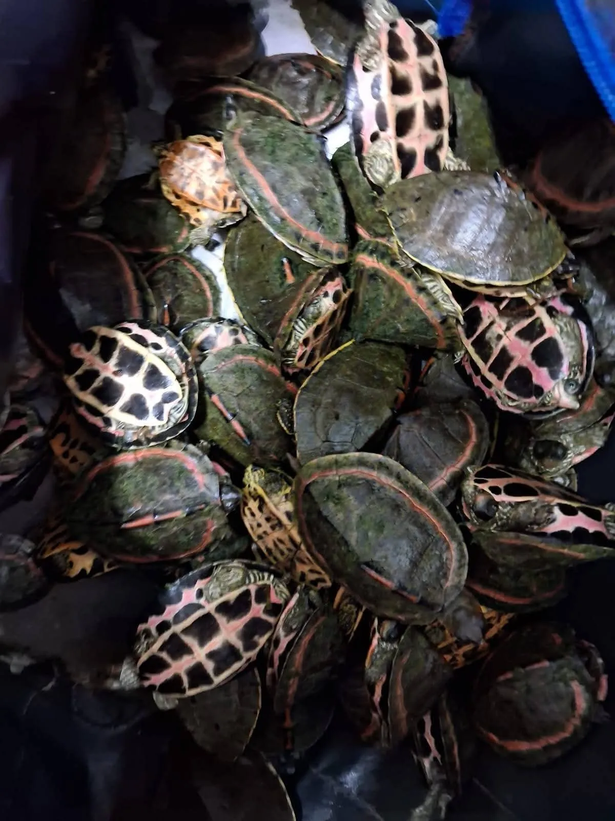 bhopal railway station tortoise smuggling arrest 1