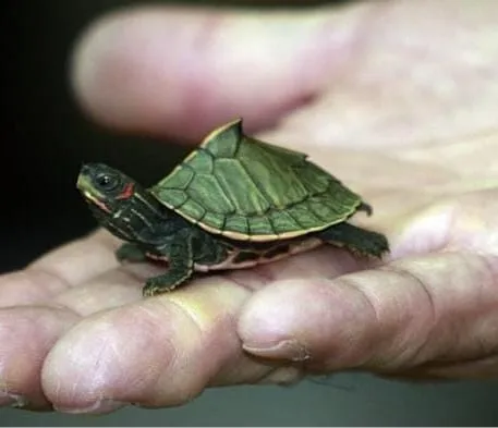 bhopal railway station tortoise smuggling arrest 3