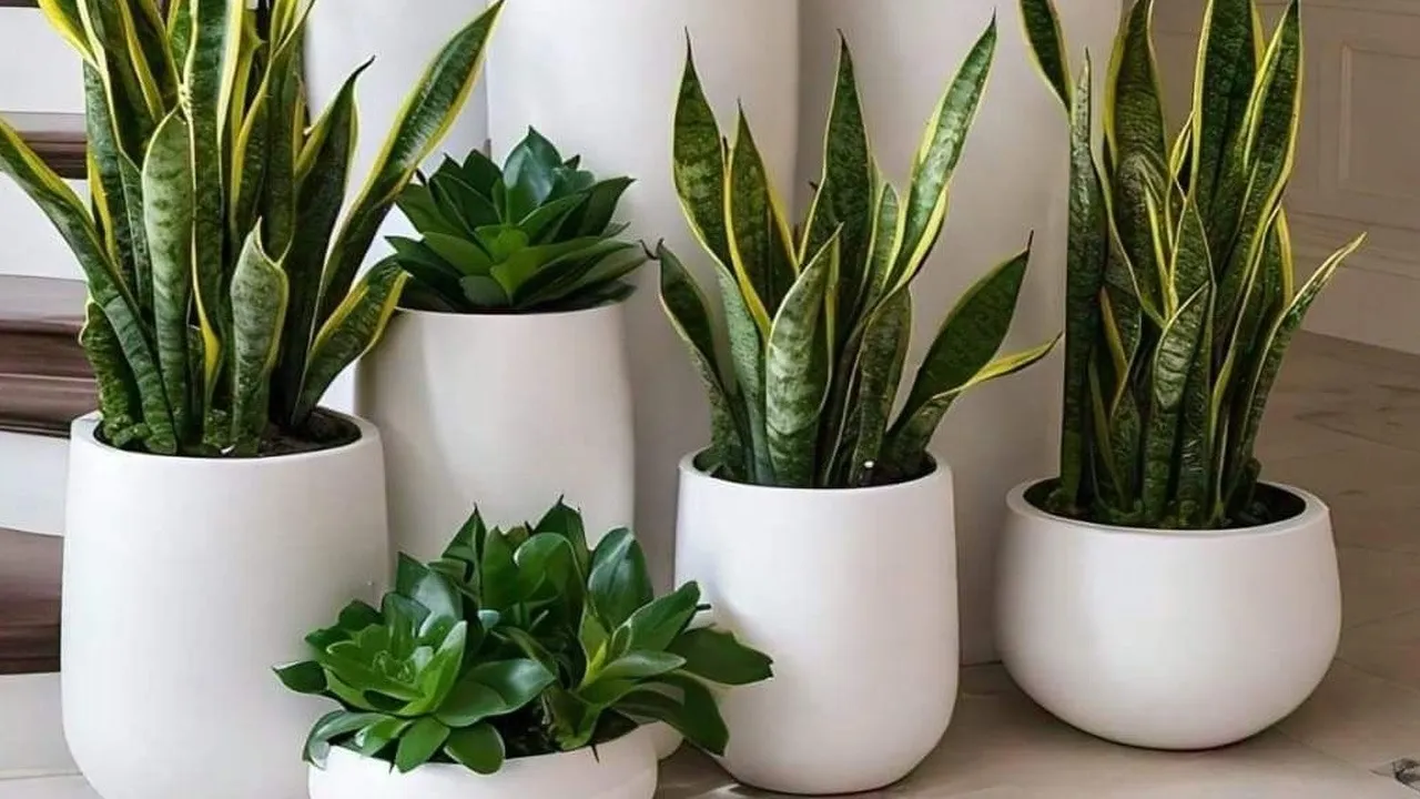 Indoor Plant Snake  summer cooling tips