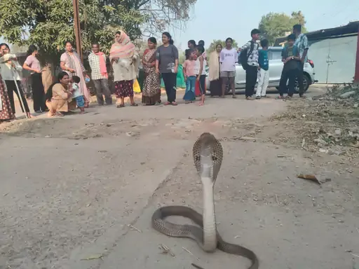 Korba Snake