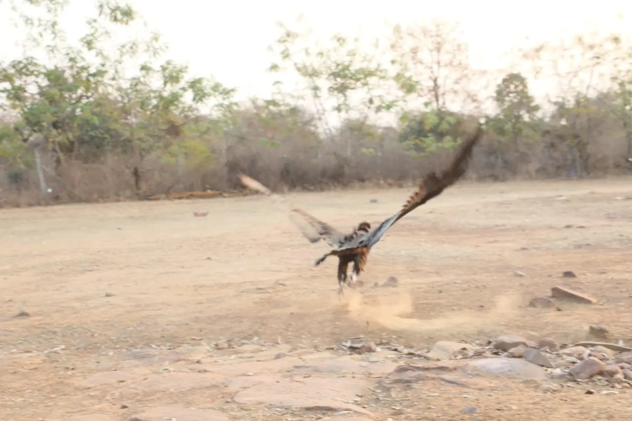 MP Halali Dam Vulture Conservation 1