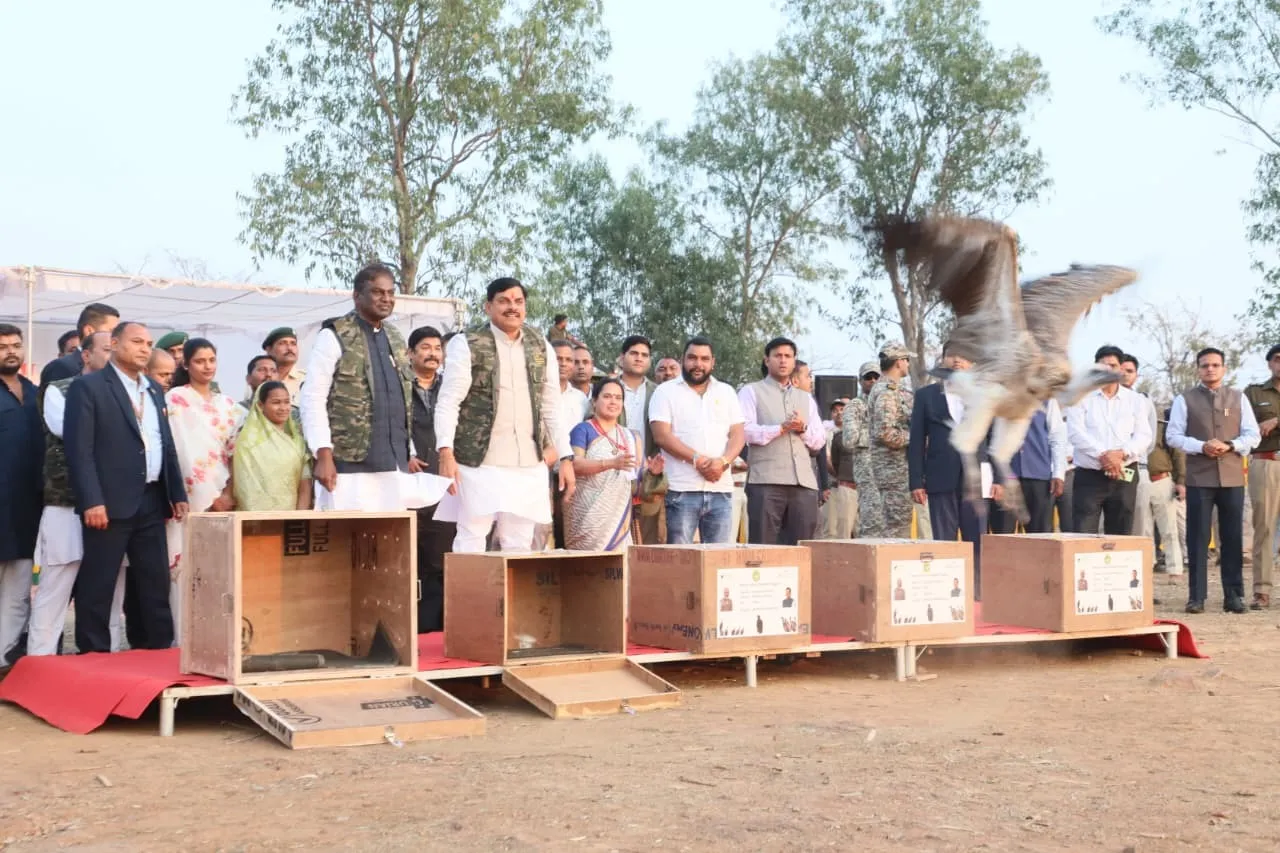 MP Halali Dam Vulture Conservation 2