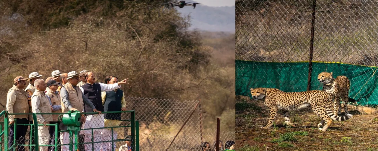 Kuno National Park Cheetahs