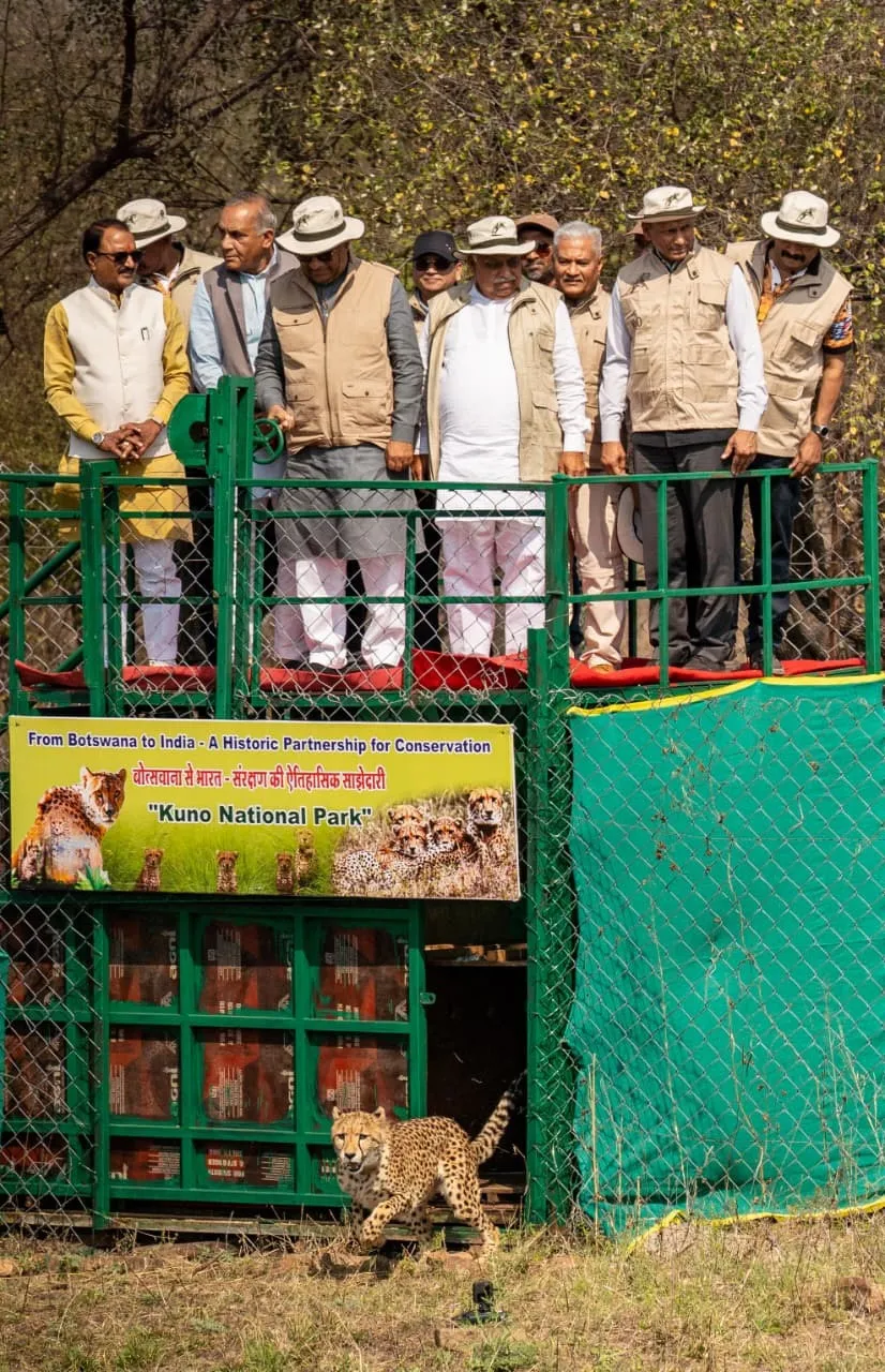 Kuno National Park Cheetahs