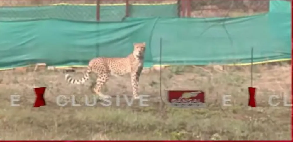 Kuno National Park Cheetahs