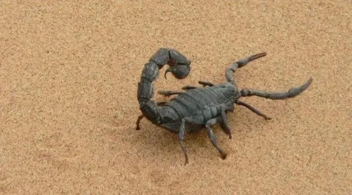 WhatsApp Image 2026-0