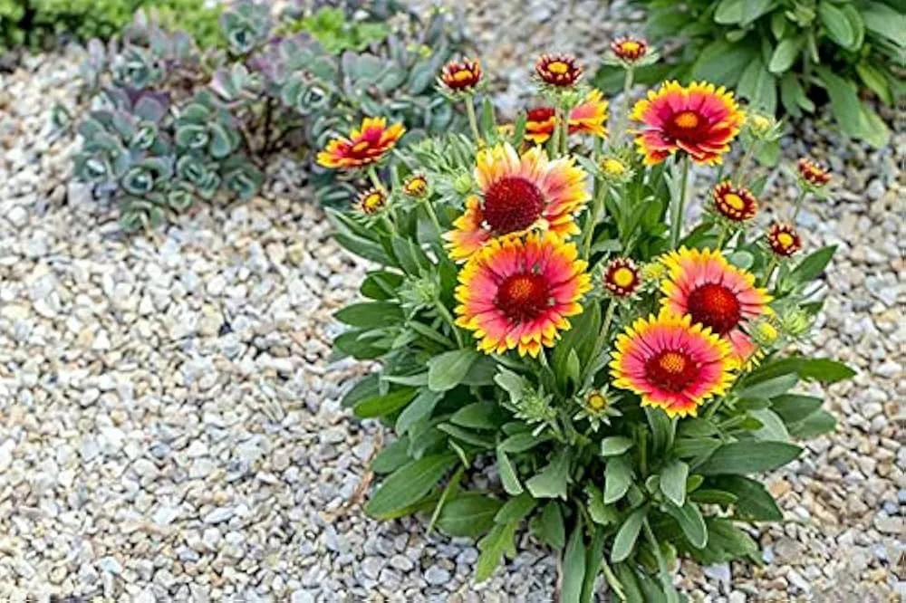 Gaillardia