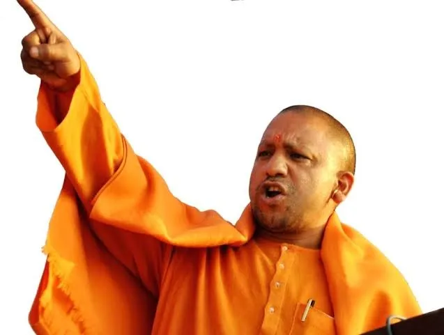 yogi