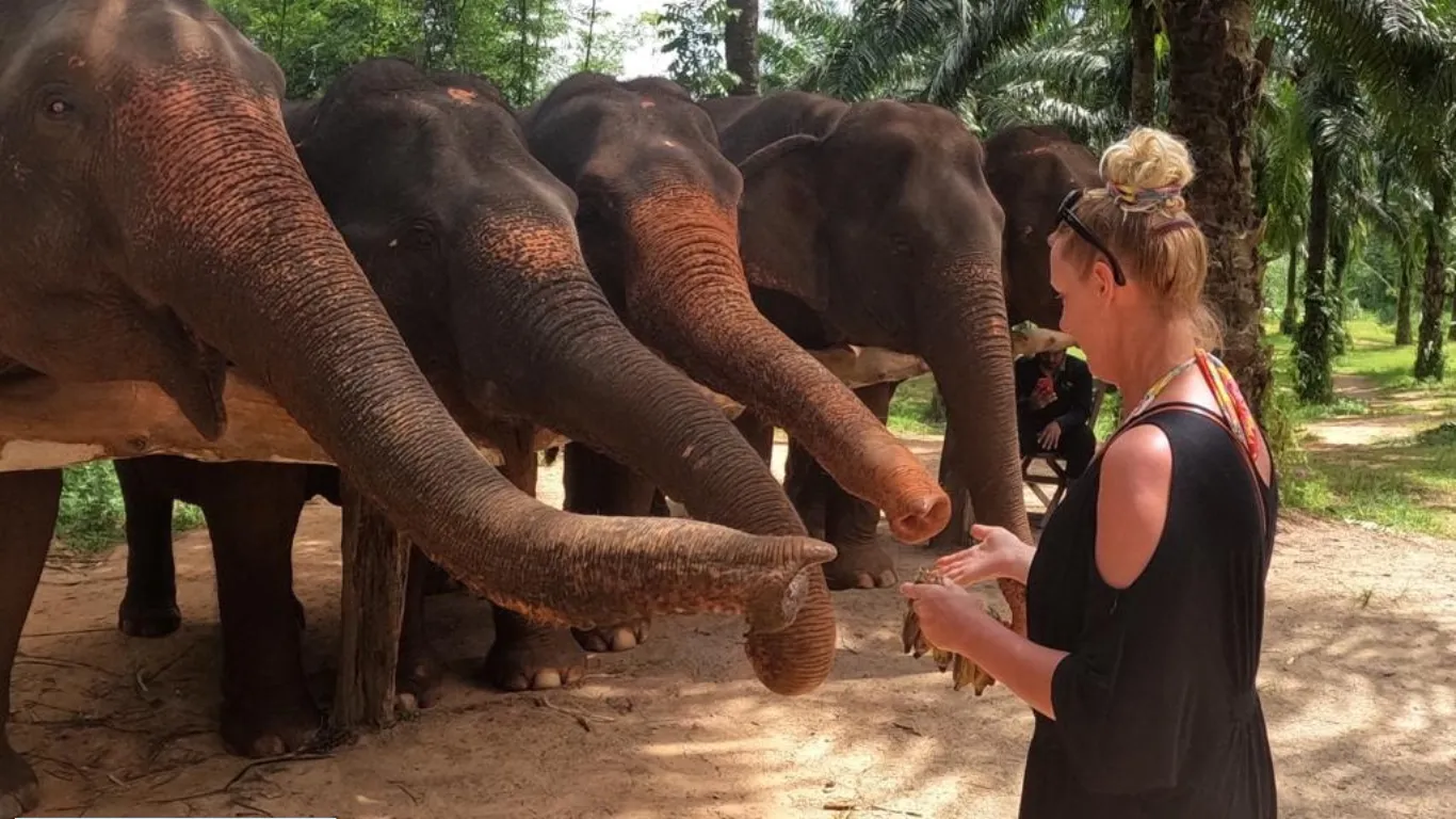 Elephant House Sanctuary