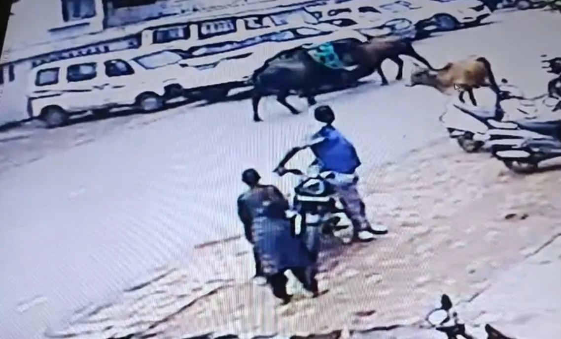 Bull Fight