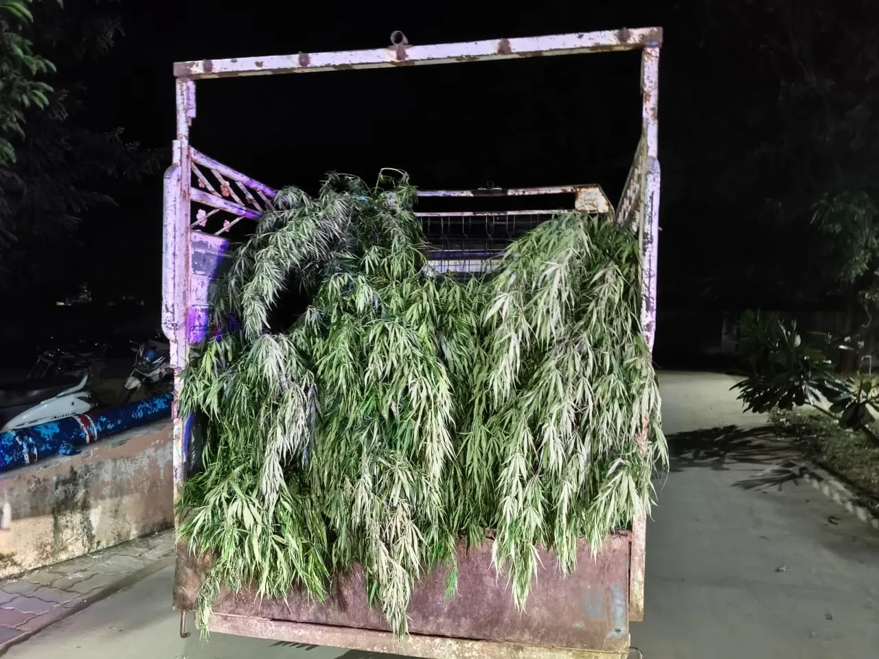 marijuana cultivation