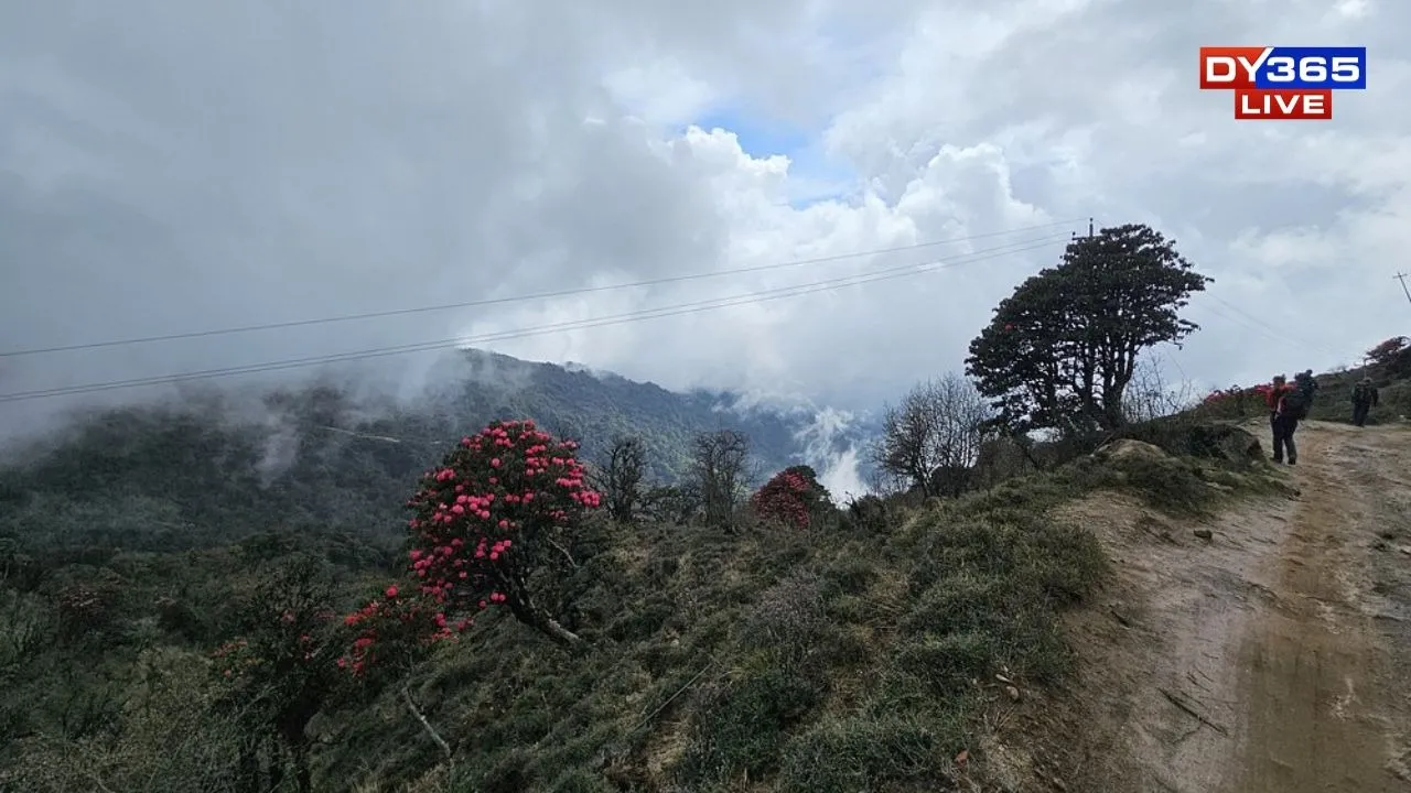 Singalila Ridge Trek