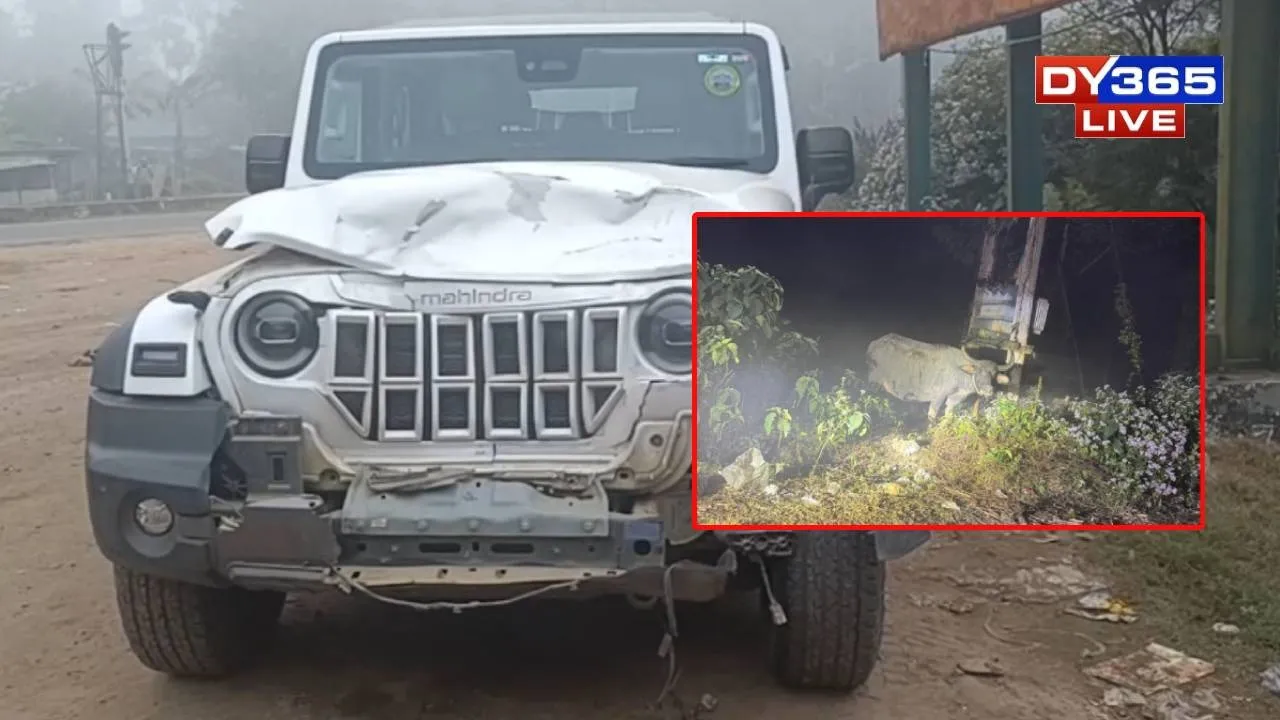 Mariani MLA&rsquo;s Vehicle Hits Buffalo Herd, One Animal Killed