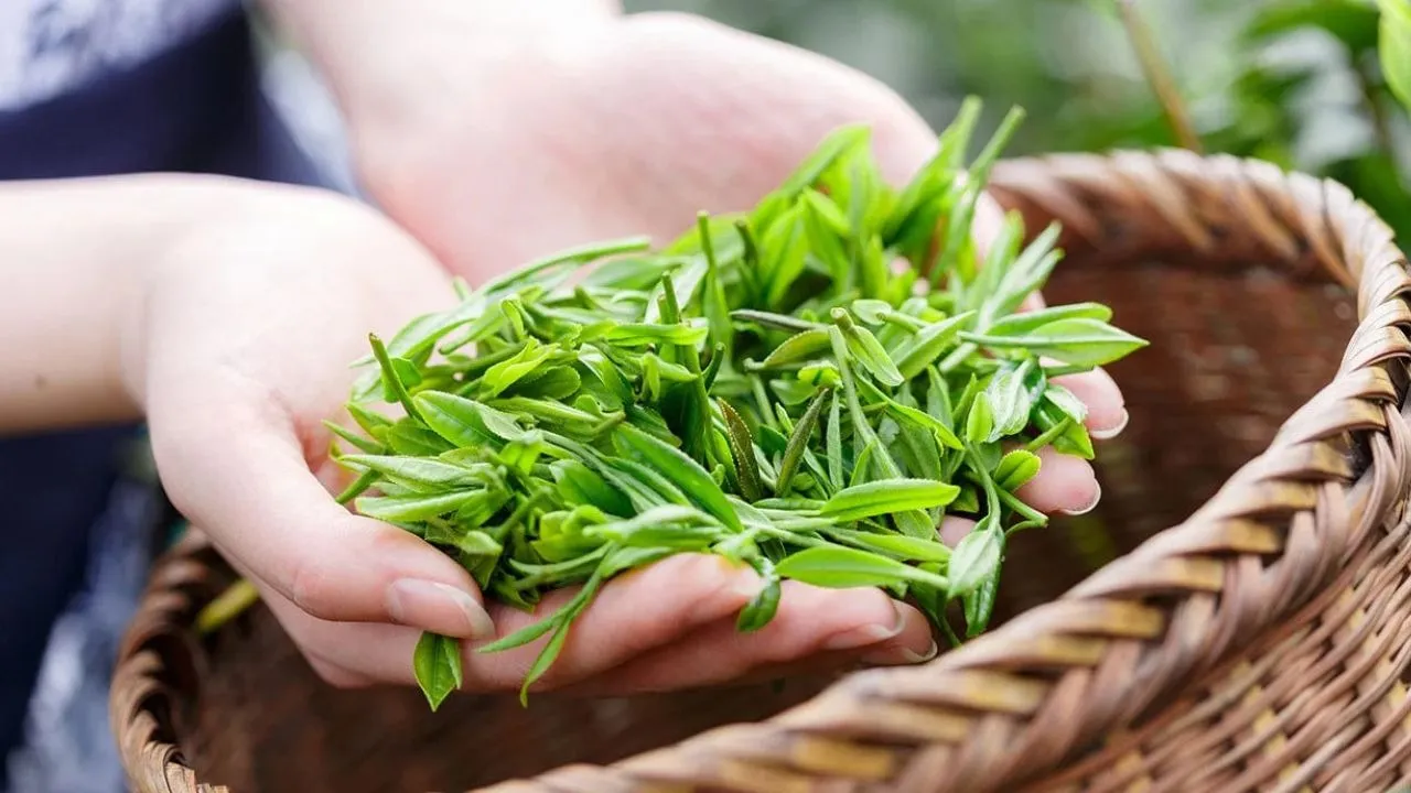 Untitled design (56)