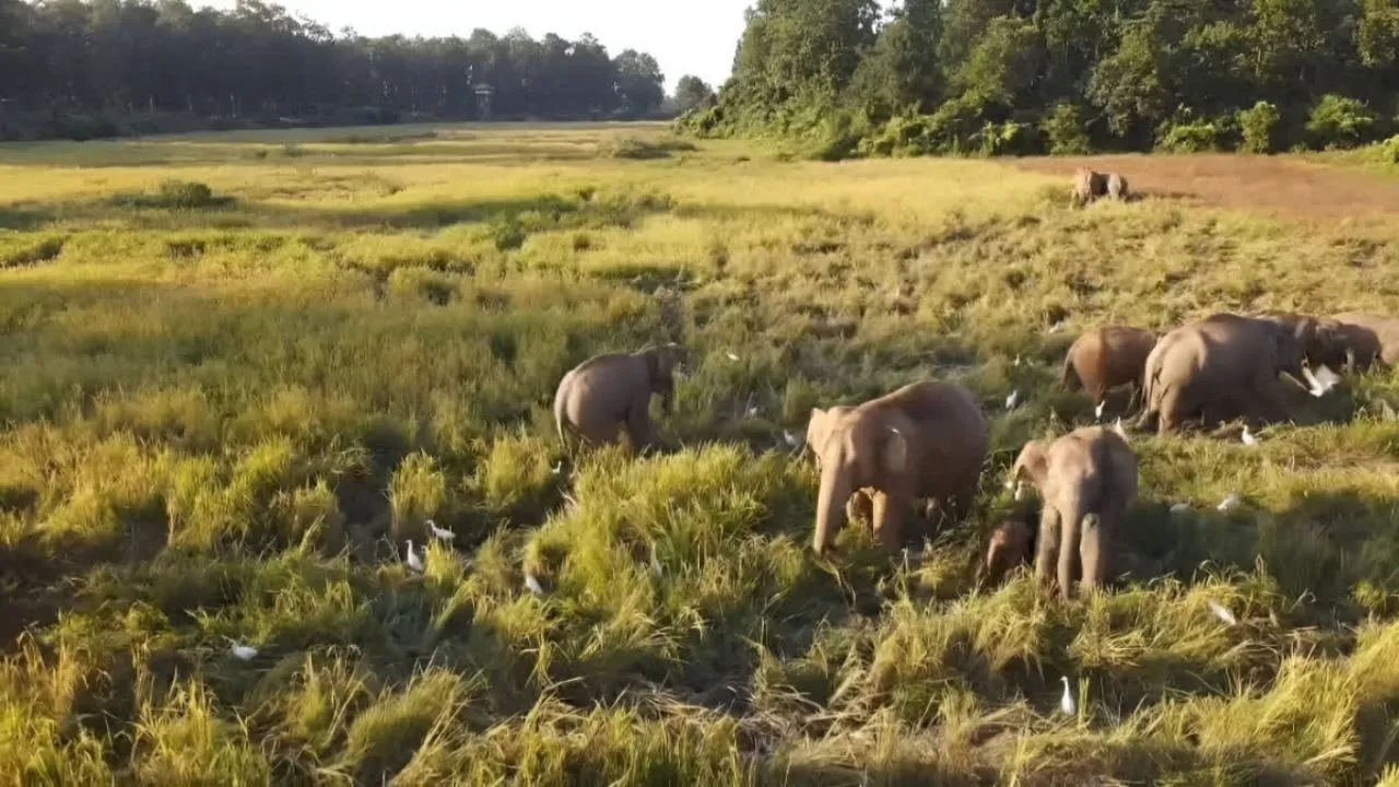 Untitled design - 2026-01-31T193633.038