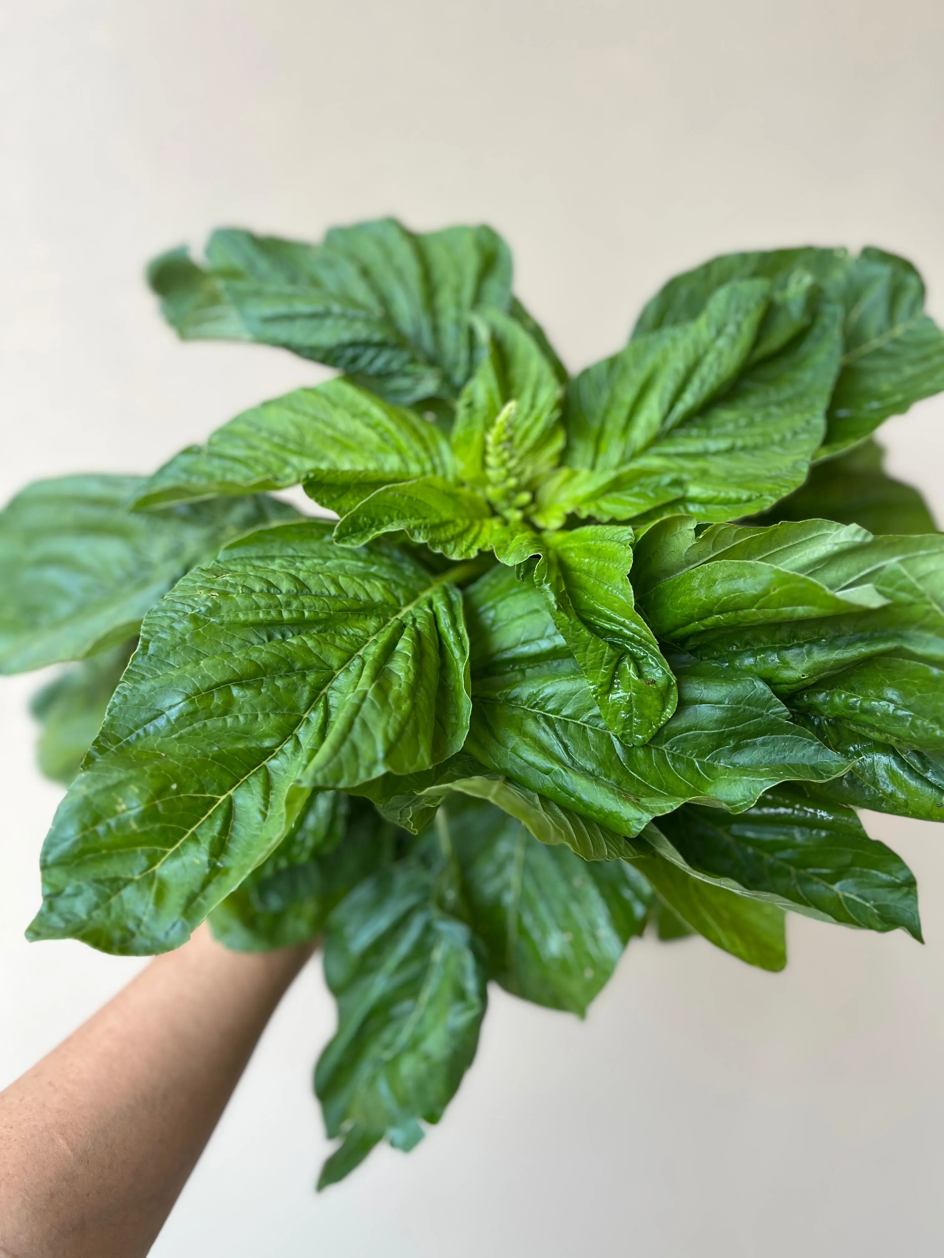 Amaranth