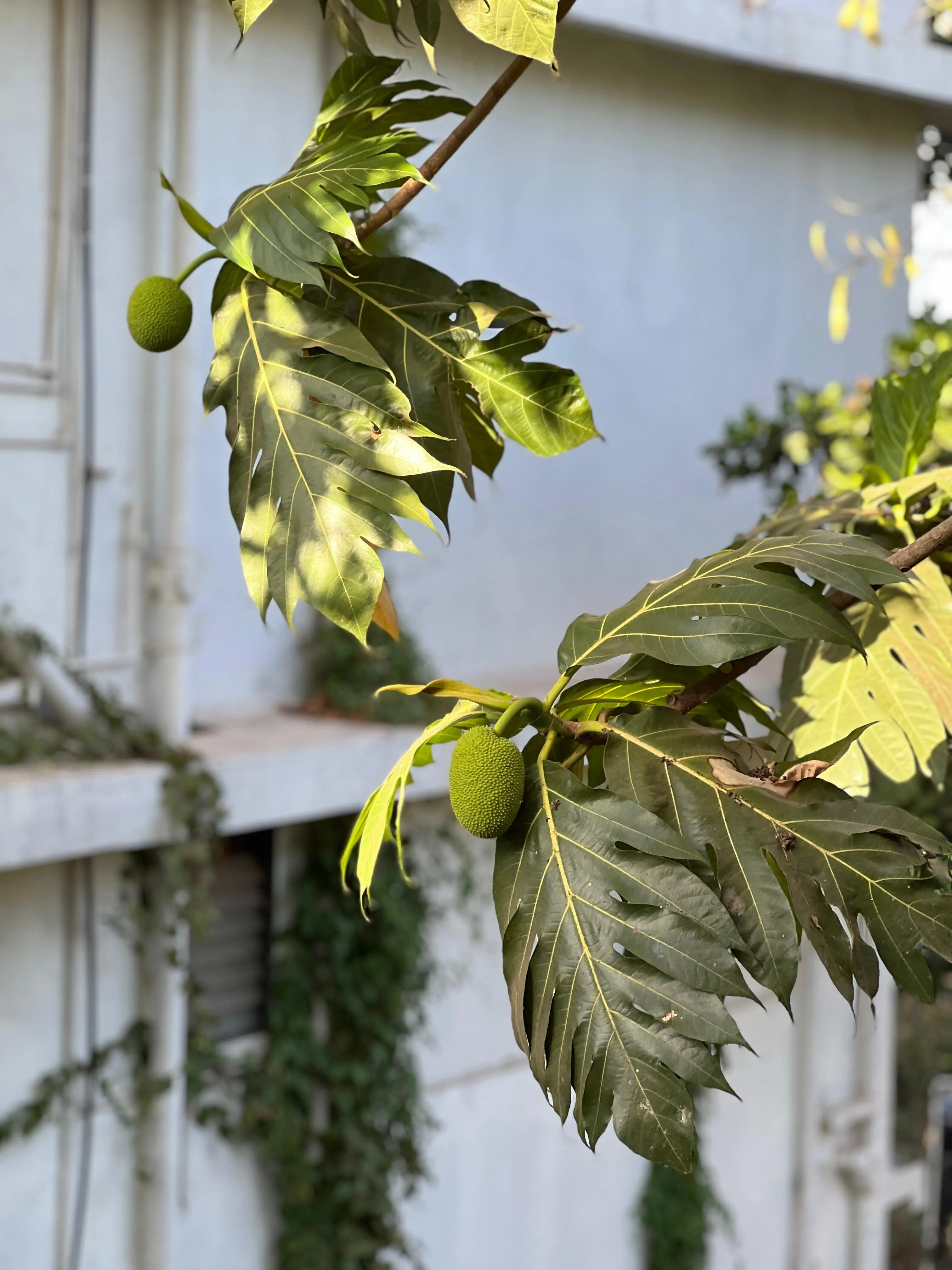 Neerphanas Tree (1)